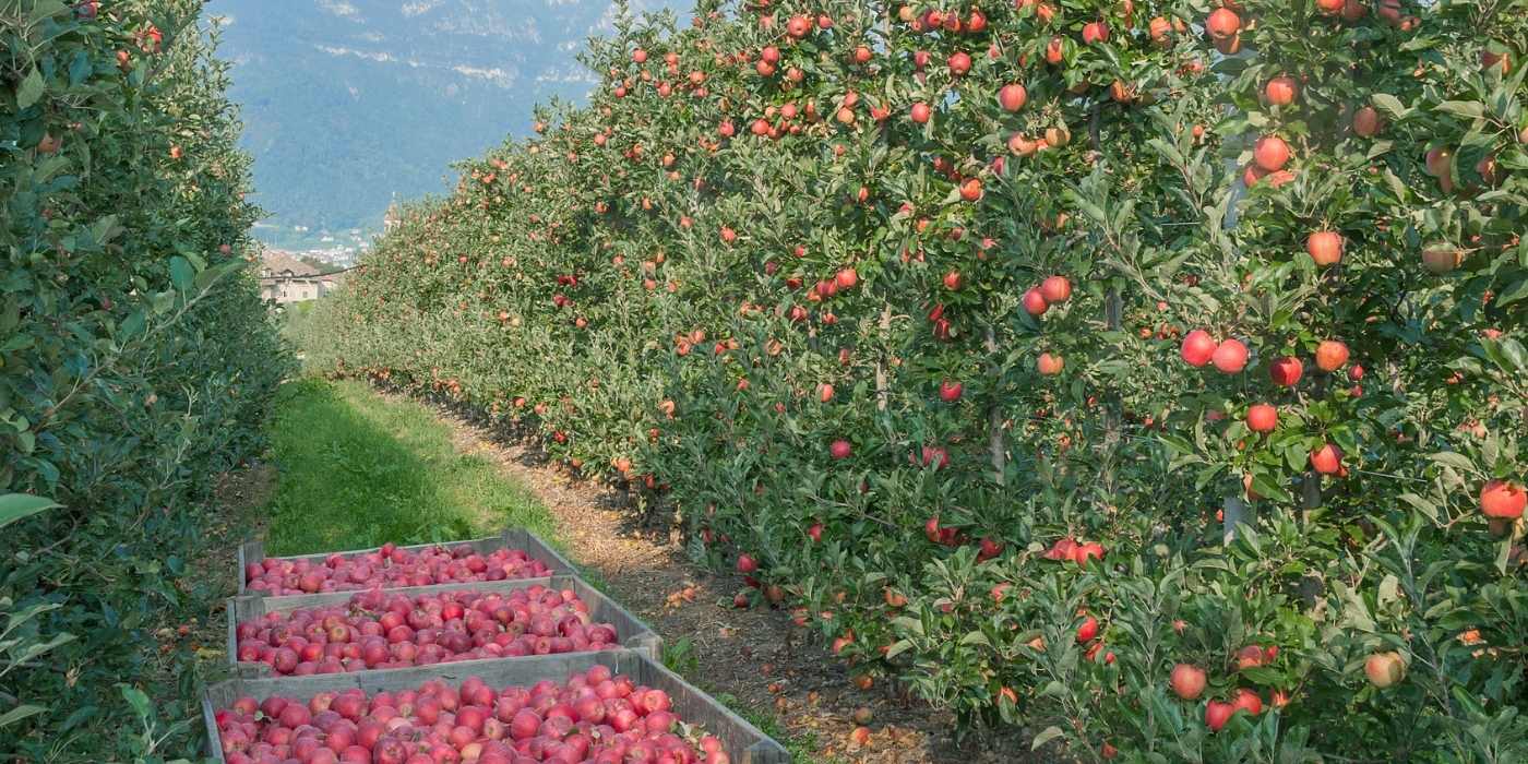 Italian Biodiversity: Ancient Apples